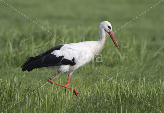 Ooievaar (Ciconia ciconia)