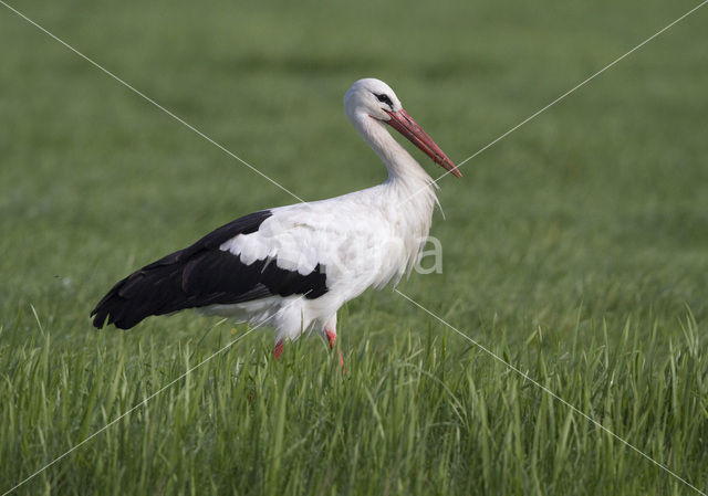 Ooievaar (Ciconia ciconia)