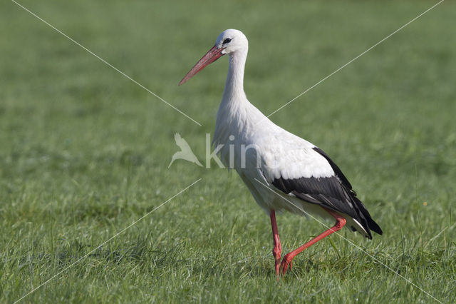 Ooievaar (Ciconia ciconia)