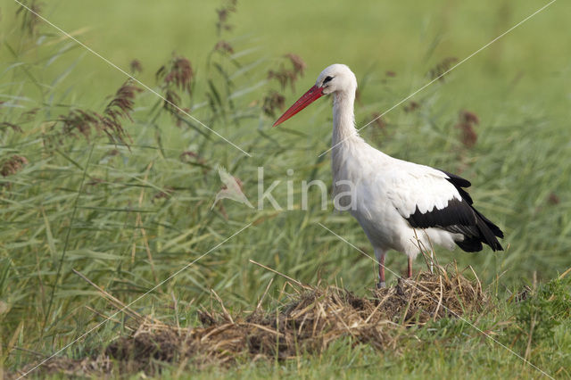 Ooievaar (Ciconia ciconia)