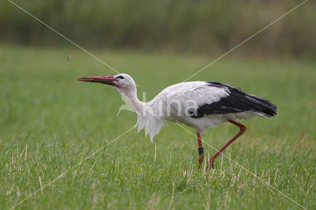 Ooievaar (Ciconia ciconia)