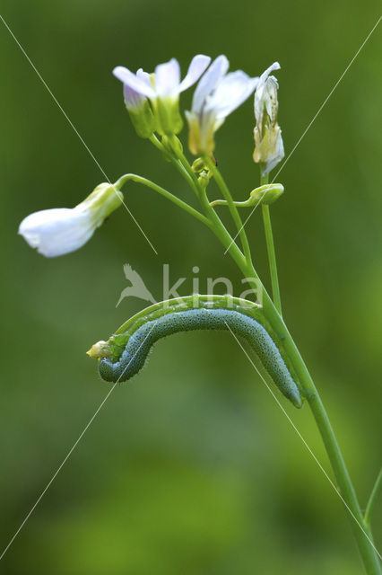 Oranjetipje (Anthocharis cardamines)