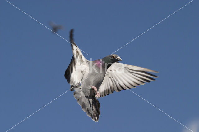 Postduif (Columba livia domestica)