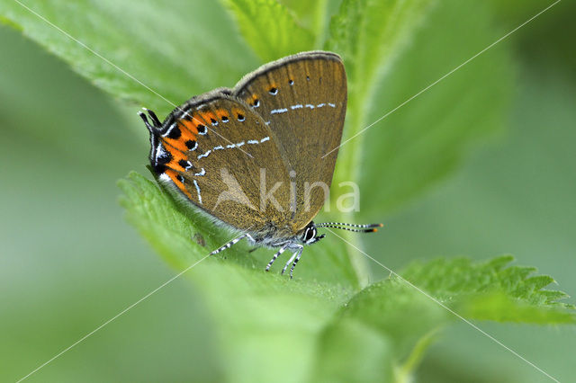 Pruimenpage (Satyrium pruni)