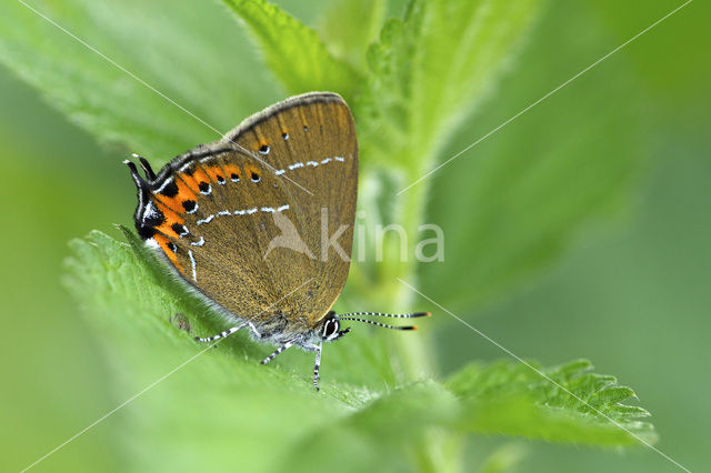 Pruimenpage (Satyrium pruni)