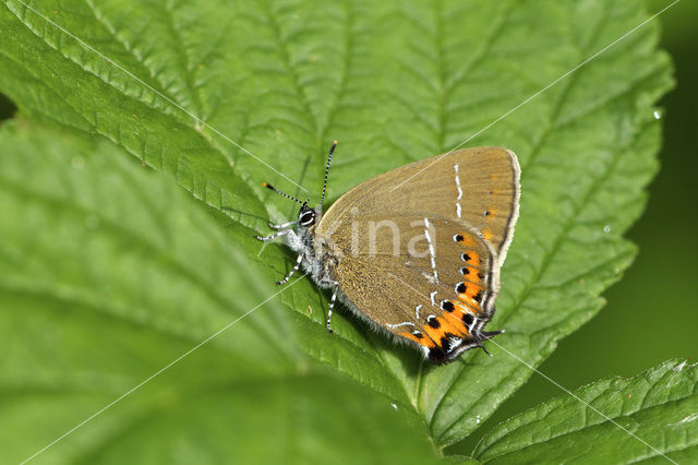 Pruimenpage (Satyrium pruni)