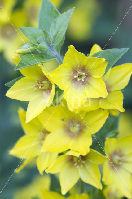 Puntwederik (Lysimachia punctata)