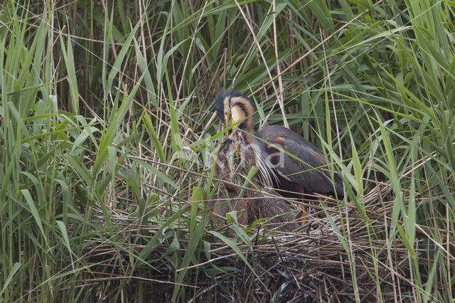 Purperreiger (Ardea purpurea)