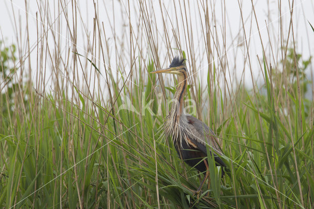 Purperreiger (Ardea purpurea)