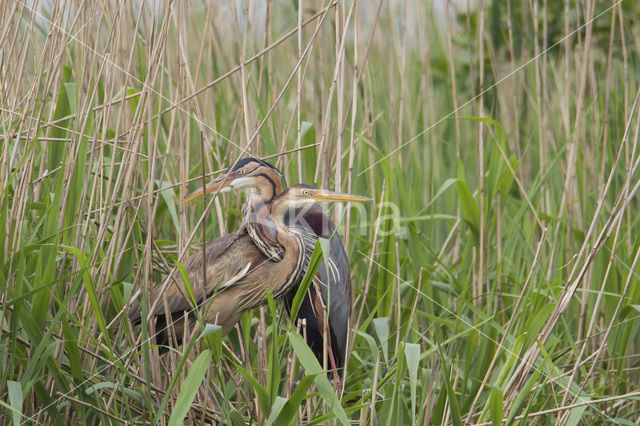 Purperreiger (Ardea purpurea)