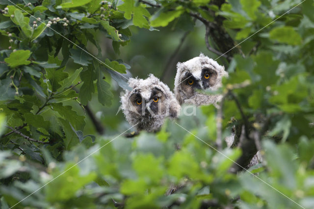 Ransuil (Asio otus)