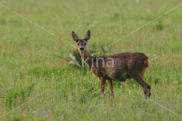 Ree (Capreolus capreolus)