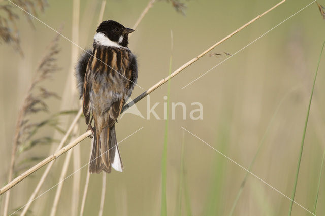 Rietgors (Emberiza schoeniclus)