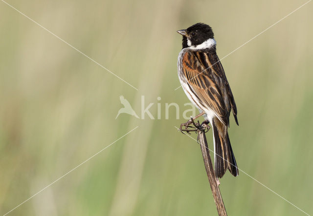 Rietgors (Emberiza schoeniclus)