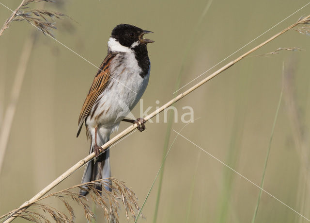 Rietgors (Emberiza schoeniclus)