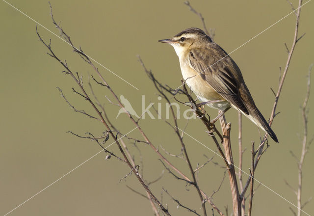 Rietzanger (Acrocephalus schoenobaenus)