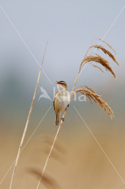 Rietzanger (Acrocephalus schoenobaenus)