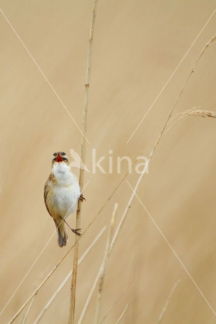 Rietzanger (Acrocephalus schoenobaenus)