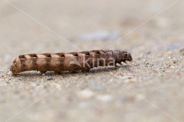 Rode vlekkenuil (Cerastis rubricosa)