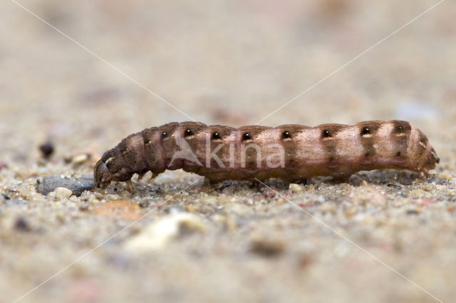 Rode vlekkenuil (Cerastis rubricosa)