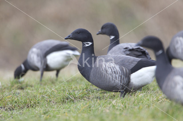 Rotgans (Branta bernicla)