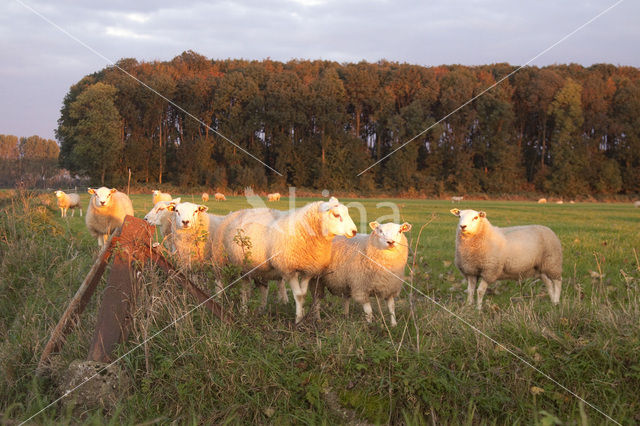 Schaap (Ovis domesticus)