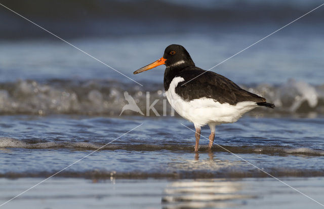 Oystercatcher (Haematopus ostralegus)