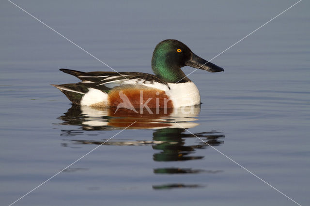 Slobeend (Anas clypeata)