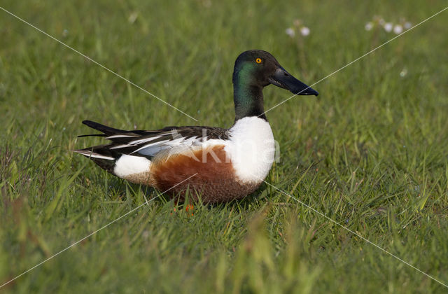 Slobeend (Anas clypeata)