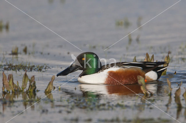 Slobeend (Anas clypeata)