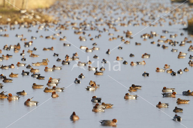 Wigeon (Anas penelope)