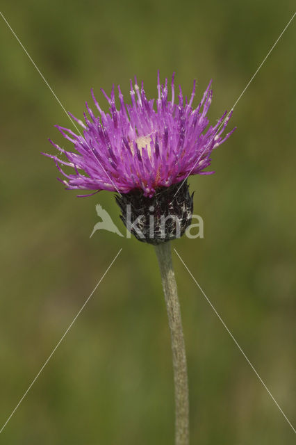 Spaanse ruiter (Cirsium dissectum)