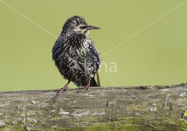 Spreeuw (Sturnus vulgaris)