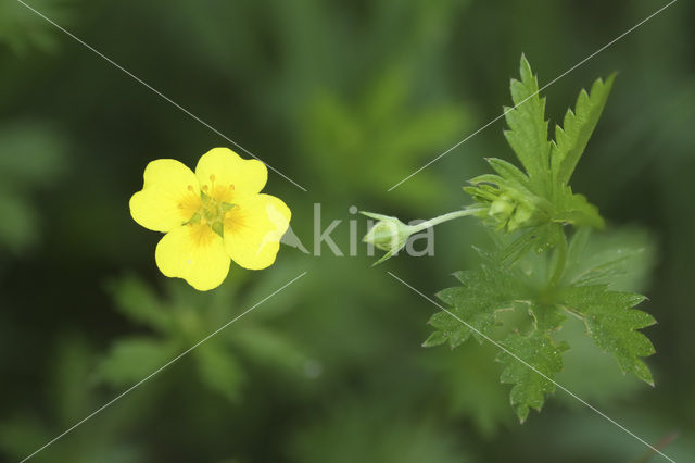 Tormentil (Potentilla erecta)