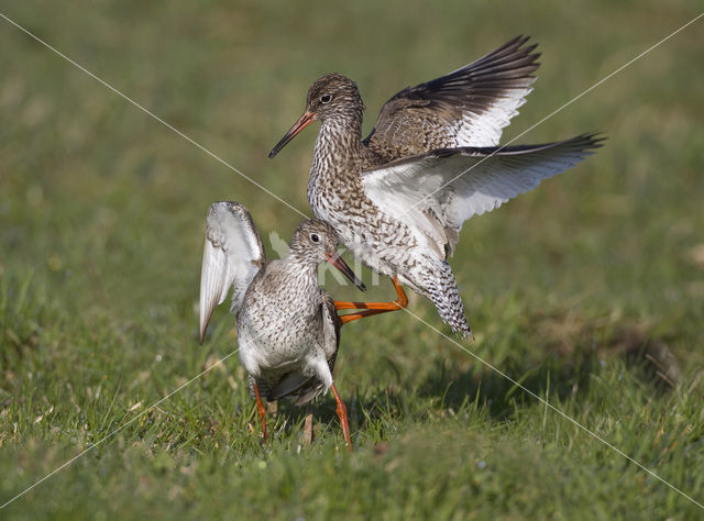 Tureluur (Tringa totanus)