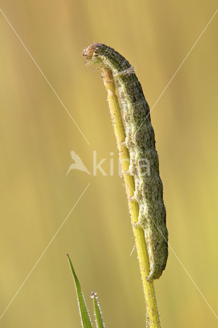 Tweekleurige uil (Hecatera bicolorata)