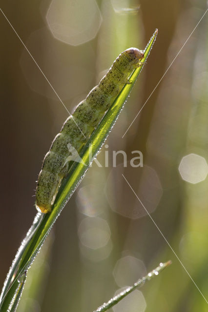 Tweekleurige uil (Hecatera bicolorata)