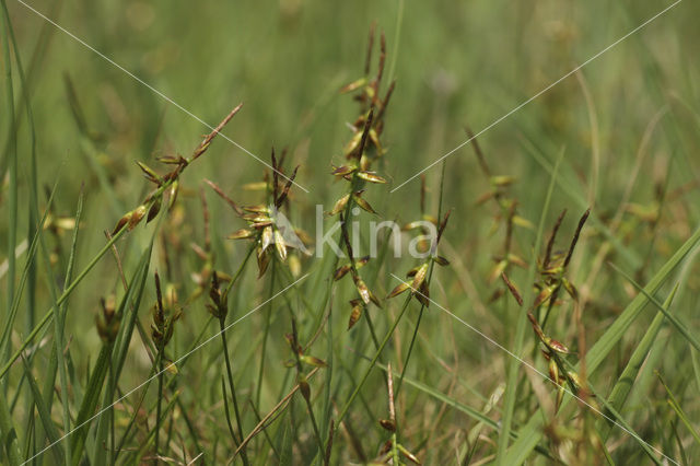 Vlozegge (Carex pulicaris)