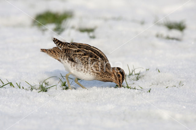 Watersnip (Gallinago gallinago)