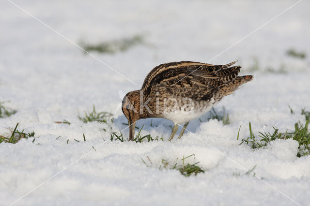 Watersnip (Gallinago gallinago)