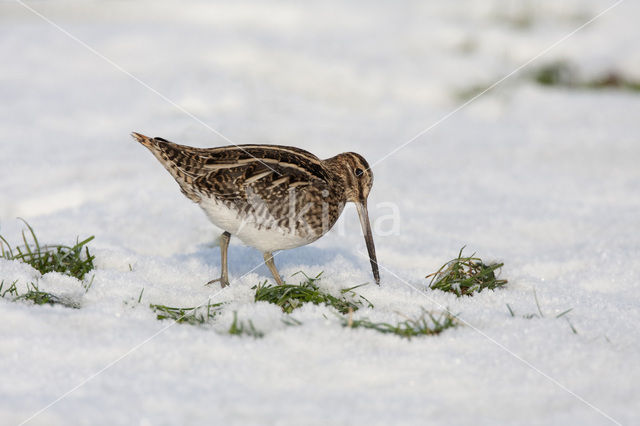 Watersnip (Gallinago gallinago)