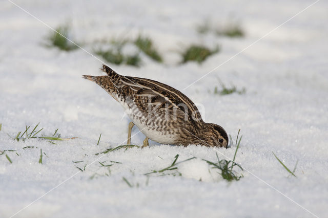 Watersnip (Gallinago gallinago)