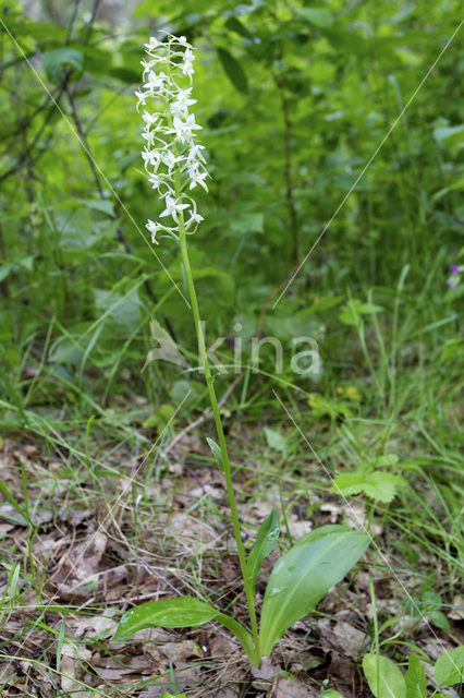 Welriekende nachtorchis (Platanthera bifolia)