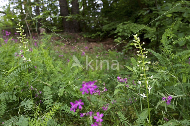 Welriekende nachtorchis (Platanthera bifolia)