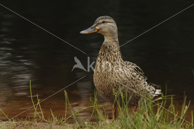 Wilde Eend (Anas platyrhynchos)