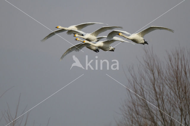 Wilde Zwaan (Cygnus cygnus)