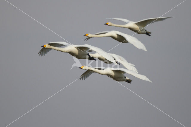 Wilde Zwaan (Cygnus cygnus)