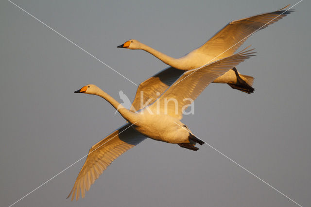 Wilde Zwaan (Cygnus cygnus)