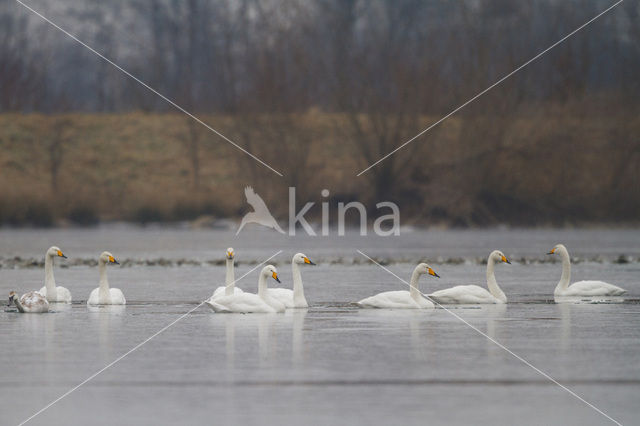 Wilde Zwaan (Cygnus cygnus)