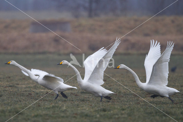 Wilde Zwaan (Cygnus cygnus)